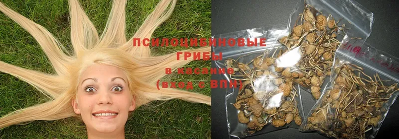 Псилоцибиновые грибы MAGIC MUSHROOMS  продажа наркотиков  Гаджиево 